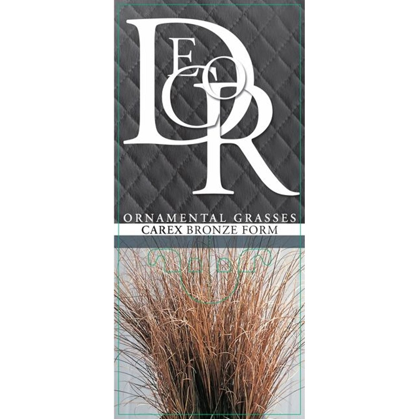 Starr – Carex comans 'Bronze Form' - C1